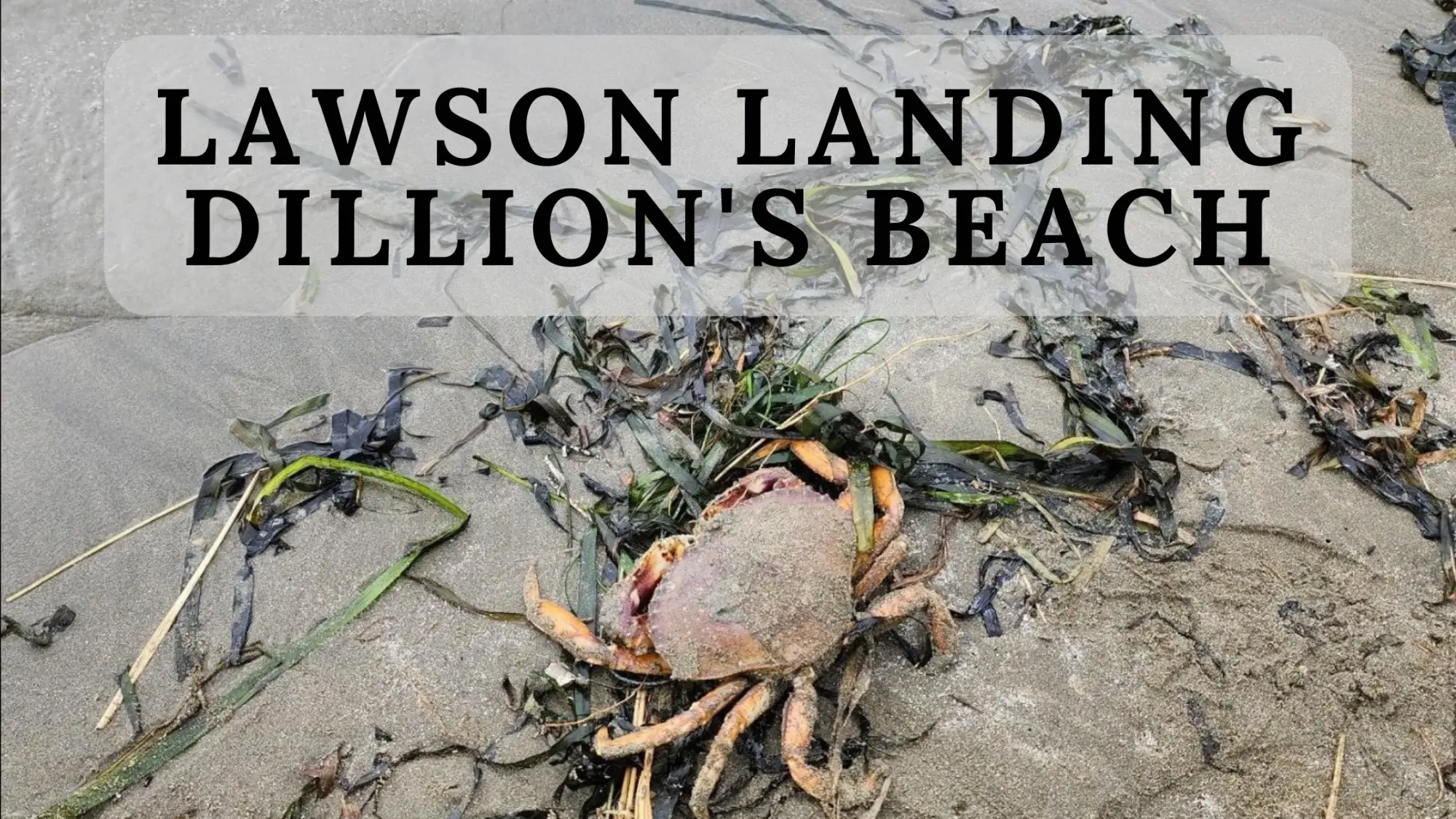 Lawson Landing and Dillions Beach Your Perfect Day Trip and Camping