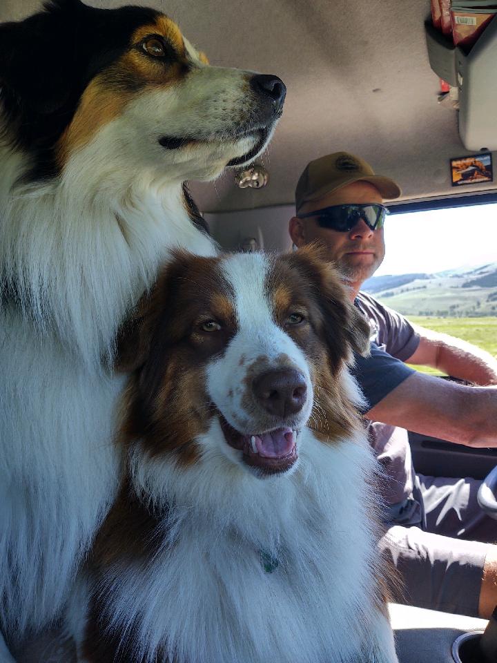 Wiggle Butts Gone Wild: Exploring the Great Outdoors with Australian Shepherds on Camping Trips!