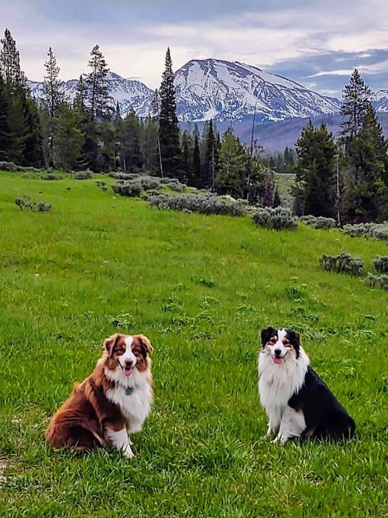 Wiggle Butts Gone Wild: Exploring the Great Outdoors with Australian Shepherds on Camping Trips!