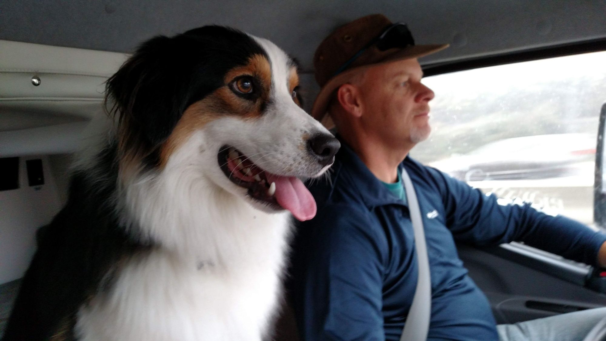 Wiggle Butts Gone Wild: Exploring the Great Outdoors with Australian Shepherds on Camping Trips!