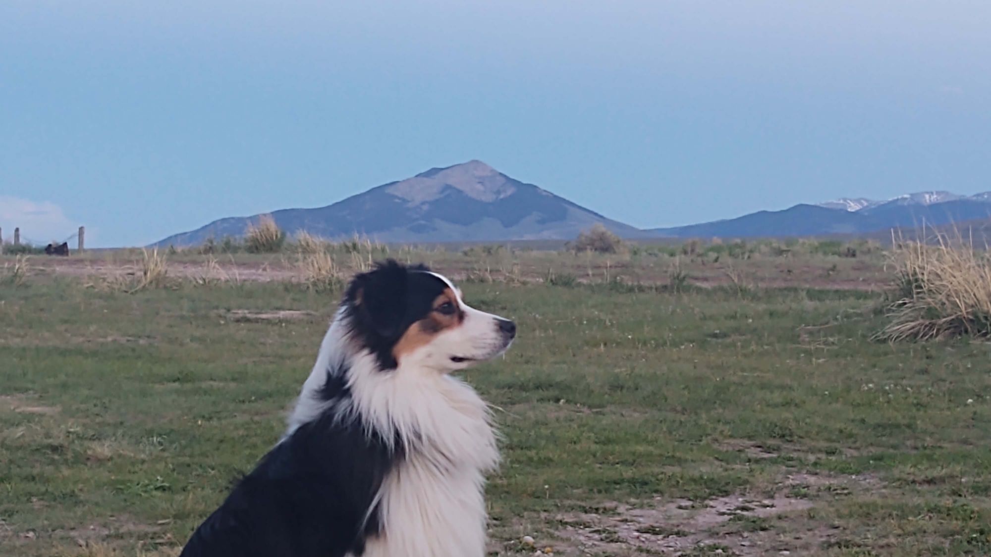 Wiggle Butts Gone Wild: Exploring the Great Outdoors with Australian Shepherds on Camping Trips!