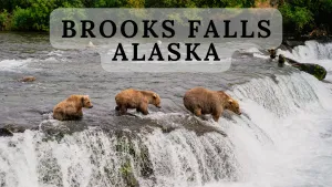 Experience Bears and Fish at Alaska Brooks Falls by Seaplane