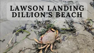 Lawson Landing and Dillions Beach - Your Perfect Day Trip and Camping Destination