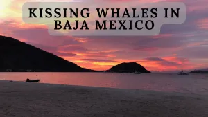 Baja Mexico - Kissing Whales